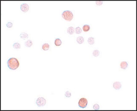 Anti-PLAC1 antibody produced in rabbit affinity isolated antibody, buffered aqueous solution