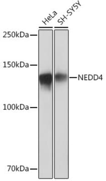 Anti-NEDD4 Antibody, clone 7R0M4, Rabbit Monoclonal