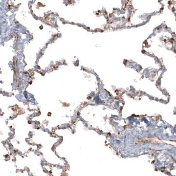 Anti-APOBEC3A antibody produced in rabbit Prestige Antibodies&#174; Powered by Atlas Antibodies, affinity isolated antibody, buffered aqueous glycerol solution