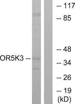 Anti-OR5K3 antibody produced in rabbit affinity isolated antibody