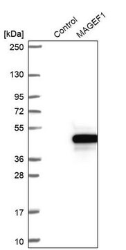 Anti-MAGEF1 antibody produced in rabbit Prestige Antibodies&#174; Powered by Atlas Antibodies, affinity isolated antibody, buffered aqueous glycerol solution