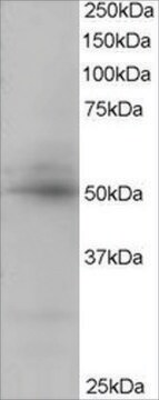 Anti-AIBZIP/CREB3L4 antibody produced in goat affinity isolated antibody, buffered aqueous solution