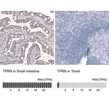 ANTI-TPRN antibody produced in rabbit Prestige Antibodies&#174; Powered by Atlas Antibodies, affinity isolated antibody, buffered aqueous glycerol solution