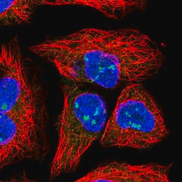 Anti-HEATR1 antibody produced in rabbit Prestige Antibodies&#174; Powered by Atlas Antibodies, affinity isolated antibody, buffered aqueous glycerol solution