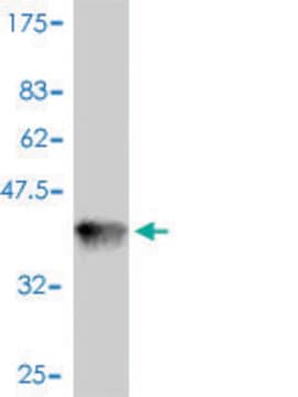 Monoclonal Anti-S100A2 antibody produced in mouse clone 2D10-A3, purified immunoglobulin, buffered aqueous solution