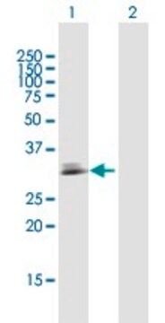 Anti-CDC42EP3 antibody produced in rabbit purified immunoglobulin, buffered aqueous solution