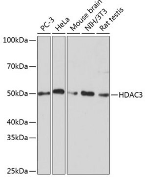 Anti-HDAC3 Antibody, clone 1M1O7, Rabbit Monoclonal