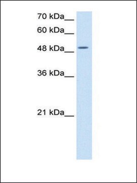 Anti-EIF2S3 antibody produced in rabbit IgG fraction of antiserum