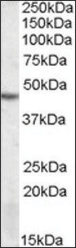 Anti-STK17B antibody produced in goat affinity isolated antibody, buffered aqueous solution