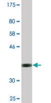 Monoclonal Anti-NEUROD6, (C-terminal) antibody produced in mouse clone 3G7, purified immunoglobulin, buffered aqueous solution