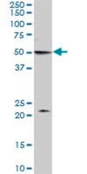 Anti-MON1B antibody produced in mouse IgG fraction of antiserum, buffered aqueous solution