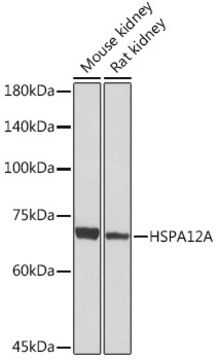 Anti-HSPA12A Antibody, clone 8Q8M3, Rabbit Monoclonal