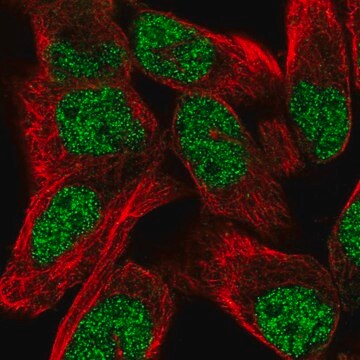 Anti-TNRC6C antibody produced in rabbit Prestige Antibodies&#174; Powered by Atlas Antibodies, affinity isolated antibody