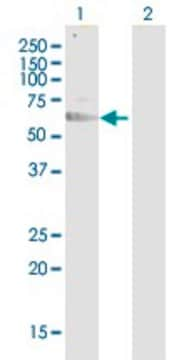 Anti-PVR antibody produced in rabbit purified immunoglobulin, buffered aqueous solution