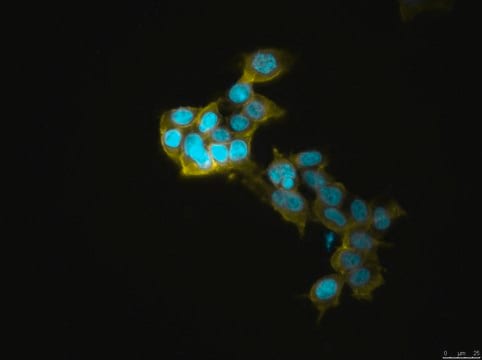 HEK293 GABAA Receptor &#945;1&#946;2&#947;2 (long form) Cell Line