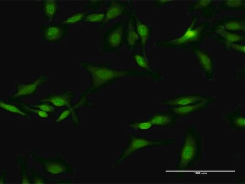 Anti-SEPT5 antibody produced in rabbit purified immunoglobulin, buffered aqueous solution