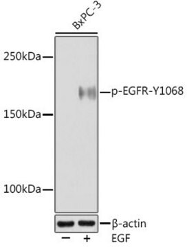 Anti-Phospho-EGFR-Y1068 antibody produced in rabbit