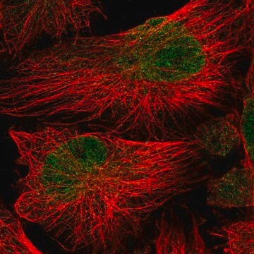 Anti-ATG16L2 antibody produced in rabbit Prestige Antibodies&#174; Powered by Atlas Antibodies, affinity isolated antibody