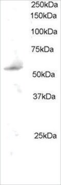 Anti-PLRG1 antibody produced in goat affinity isolated antibody, buffered aqueous solution