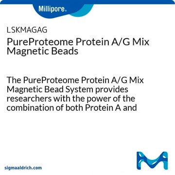 PureProteome蛋白A/G混合磁珠 The PureProteome Protein A/G Mix Magnetic Bead System provides researchers with the power of the combination of both Protein A and Protein G immunoglobulin binding affinities in one convenient magnetic bead product.