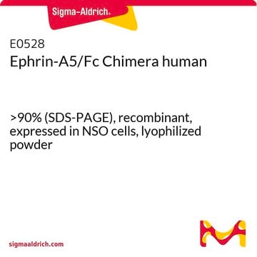 Ephrin-A5/Fc Chimera human &gt;90% (SDS-PAGE), recombinant, expressed in NSO cells, lyophilized powder