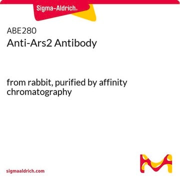 Anti-Ars2 Antibody from rabbit, purified by affinity chromatography