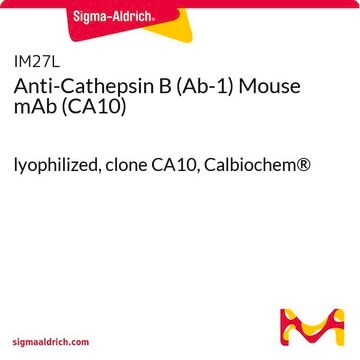 Anti-Cathepsin B (Ab-1) Mouse mAb (CA10) lyophilized, clone CA10, Calbiochem&#174;