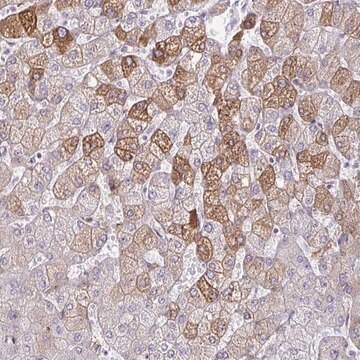 Anti-LDLRAP1 antibody produced in rabbit Prestige Antibodies&#174; Powered by Atlas Antibodies, affinity isolated antibody, buffered aqueous glycerol solution