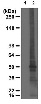 Anti-Cysteine Sulfenic Acid Antibody serum, from rabbit