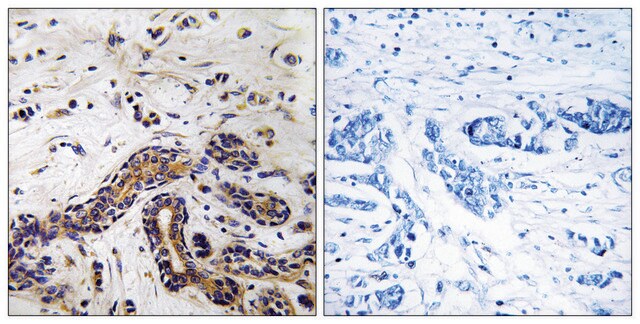 Anti-CLASP1 antibody produced in rabbit affinity isolated antibody