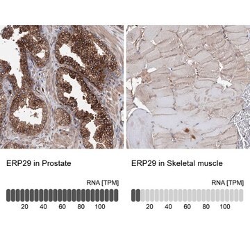 Anti-ERP29 antibody produced in rabbit Prestige Antibodies&#174; Powered by Atlas Antibodies, affinity isolated antibody, buffered aqueous glycerol solution