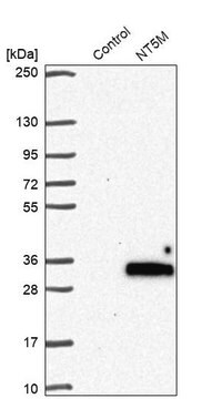 Anti-NT5M antibody produced in rabbit Prestige Antibodies&#174; Powered by Atlas Antibodies, affinity isolated antibody, buffered aqueous glycerol solution