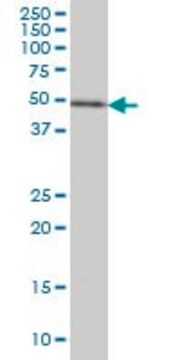 Monoclonal Anti-ETV5 antibody produced in mouse clone 7C10, purified immunoglobulin, buffered aqueous solution