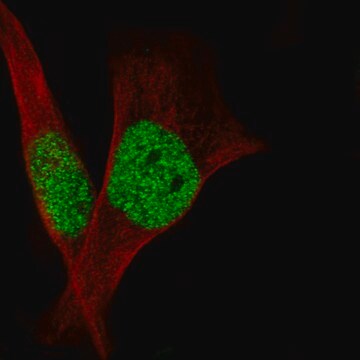 Monoclonal Anti-Smarcb1 Antibody Produced In Mouse Prestige Antibodies&#174; Powered by Atlas Antibodies, clone CL14031, affinity isolated antibody, buffered aqueous glycerol solution