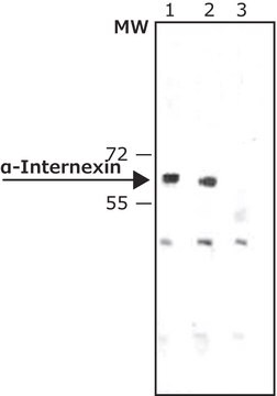 Anti-a-Internexin antibody, Mouse monoclonal clone 2E3, purified 