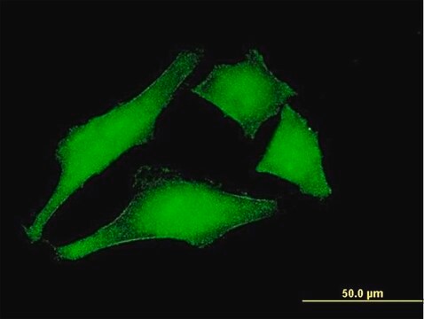 Monoclonal Anti-MCM3AP antibody produced in mouse clone 1H3, purified immunoglobulin, buffered aqueous solution