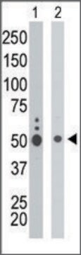 Anti-KIST (C-term) antibody produced in rabbit IgG fraction of antiserum, buffered aqueous solution