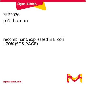 p75 human recombinant, expressed in E. coli, &#8805;70% (SDS-PAGE)