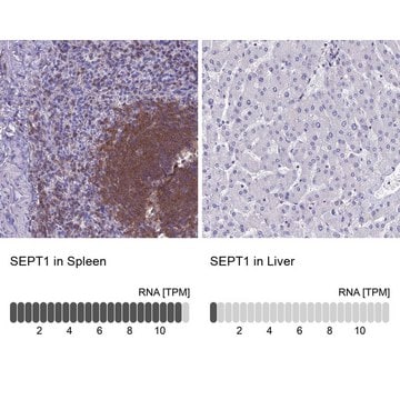 Anti-SEPT1 antibody produced in rabbit Prestige Antibodies&#174; Powered by Atlas Antibodies, affinity isolated antibody, buffered aqueous glycerol solution