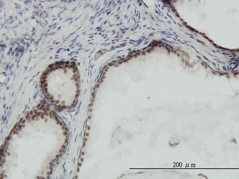 Monoclonal Anti-RPA3 antibody produced in mouse clone 1F4, purified immunoglobulin, buffered aqueous solution