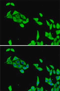 Anti-CDK5 antibody produced in rabbit