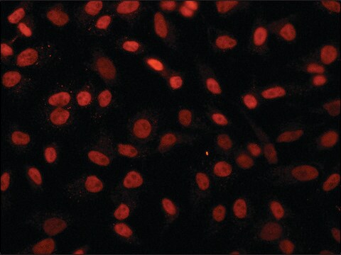 Anti-RCC1 (C-terminal) antibody produced in rabbit ~1.0&#160;mg/mL, affinity isolated antibody