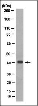 Anti-Olfactory Receptor 10G4 Antibody, clone 6C11.1 clone 6C11.1, from mouse