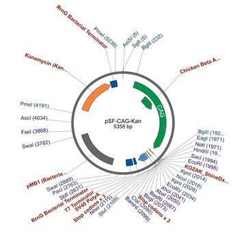 PSF-CAG-KAN - CAG PROMOTER VECTOR plasmid vector for molecular cloning