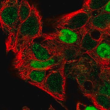 Anti-CCND2 antibody produced in rabbit Prestige Antibodies&#174; Powered by Atlas Antibodies, affinity isolated antibody, buffered aqueous glycerol solution