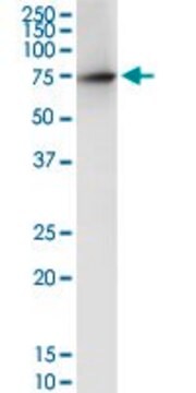 Anti-DARS2 antibody produced in rabbit purified immunoglobulin, buffered aqueous solution