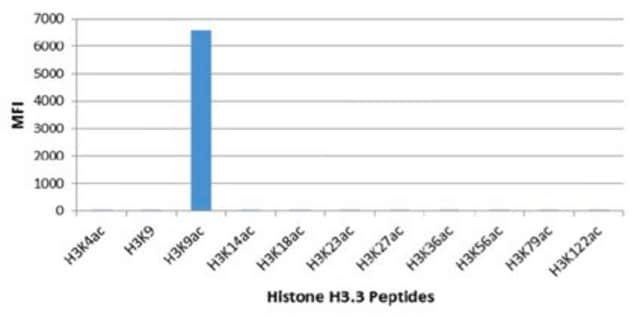 Anti-acetyl-Histone H3 (Lys9) Antibody, clone RM161 clone RM161, from rabbit