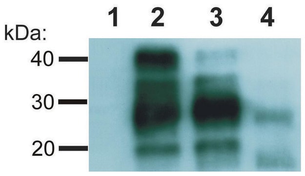 Monoclonal Anti-CD230 antibody produced in mouse clone EM-20