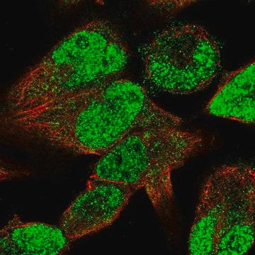 Anti-STAC3 antibody produced in rabbit Prestige Antibodies&#174; Powered by Atlas Antibodies, affinity isolated antibody