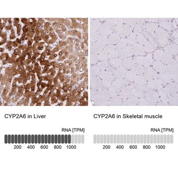 Anti-CYP2A6 antibody produced in rabbit Prestige Antibodies&#174; Powered by Atlas Antibodies, affinity isolated antibody, buffered aqueous glycerol solution